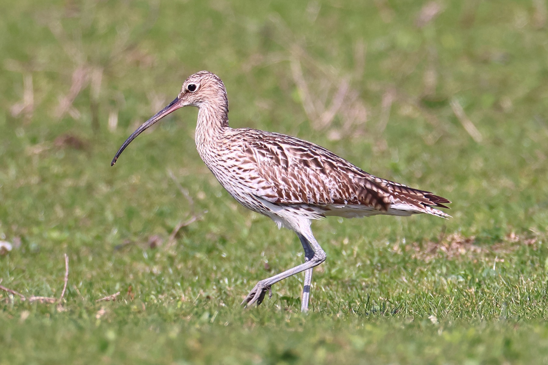 Eurasian curlew (Numenius arquata)