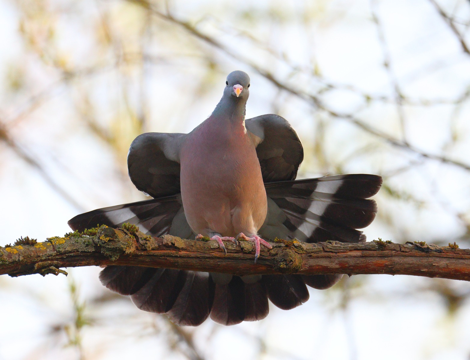 Common wood pigeon (Columba palumbus)