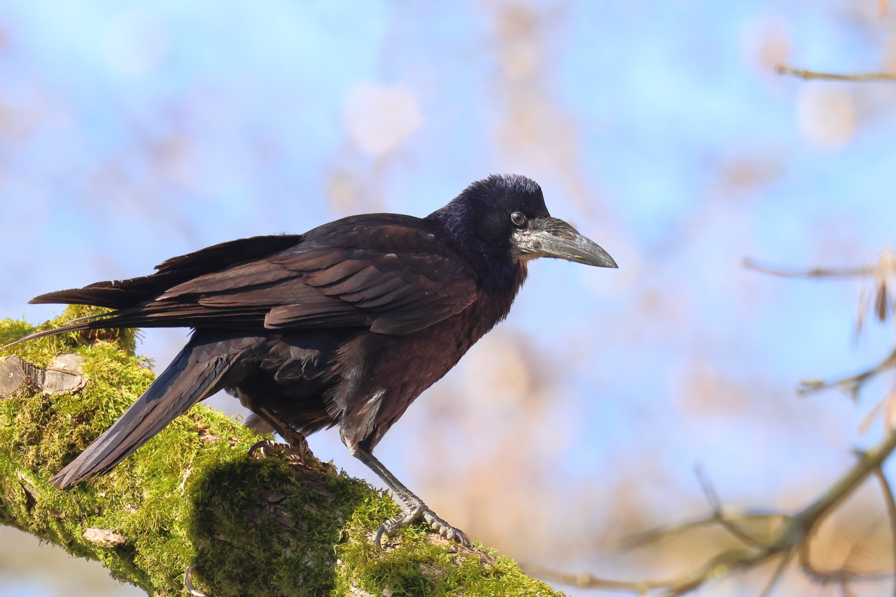 Rook (Corvus frugilegus)