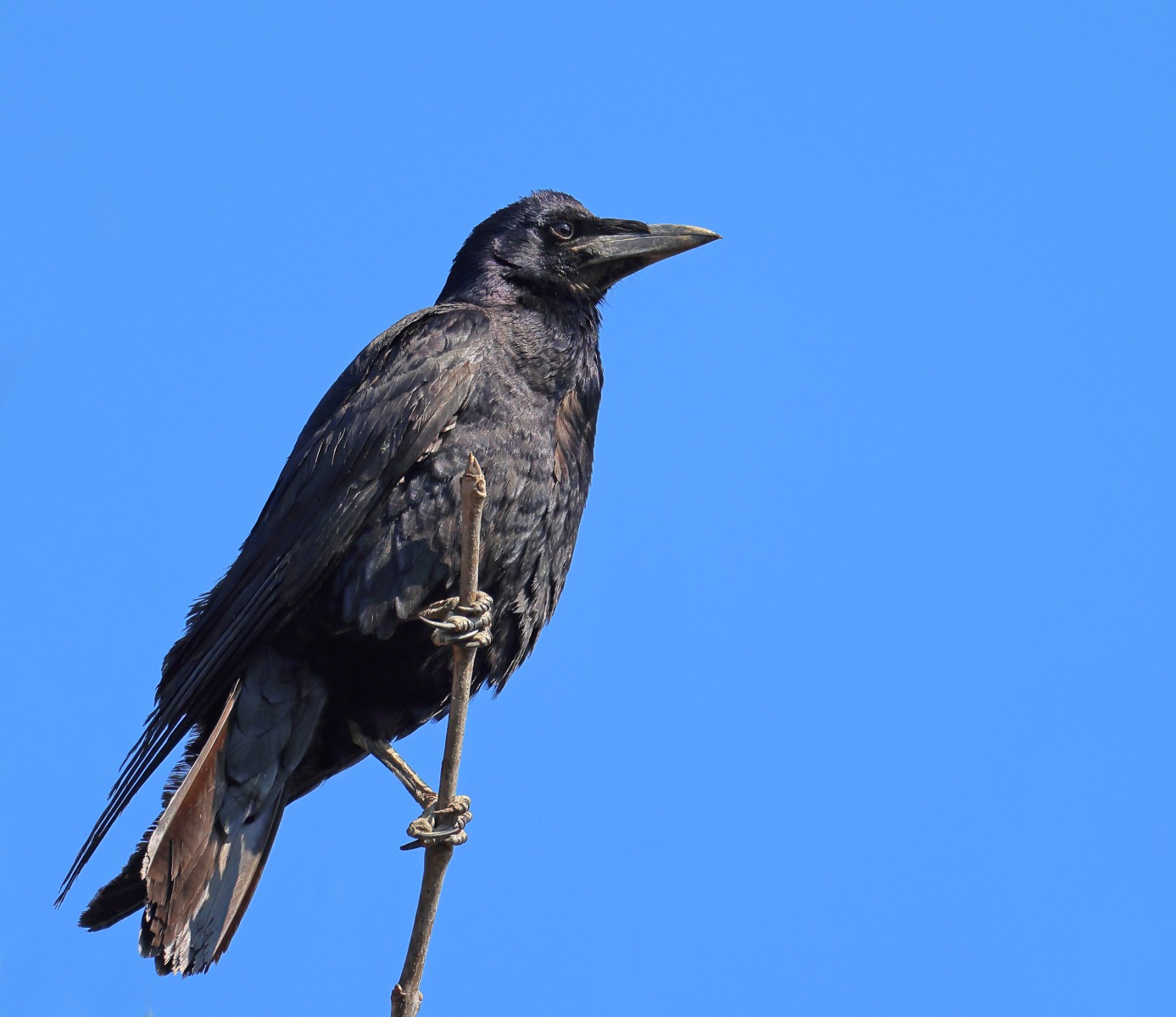 Rook (Corvus frugilegus)