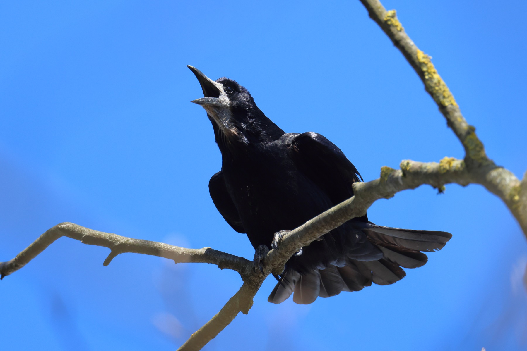 Rook (Corvus frugilegus)