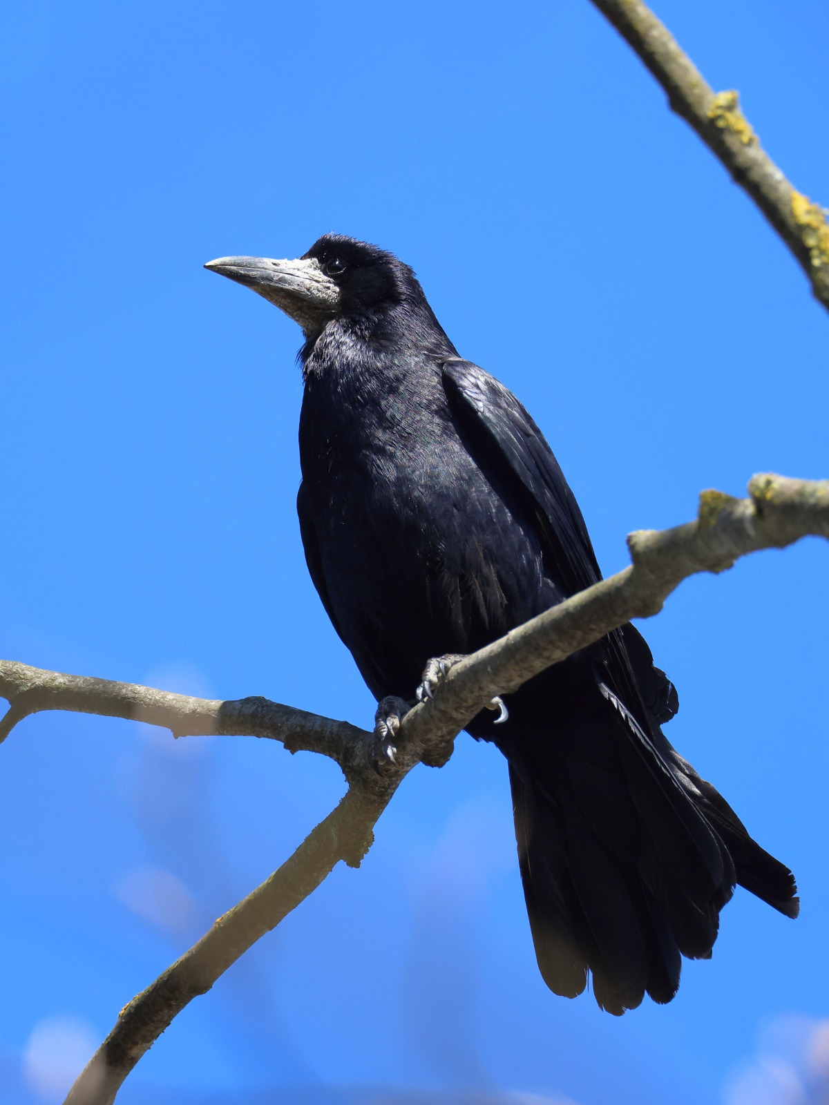 Rook (Corvus frugilegus)