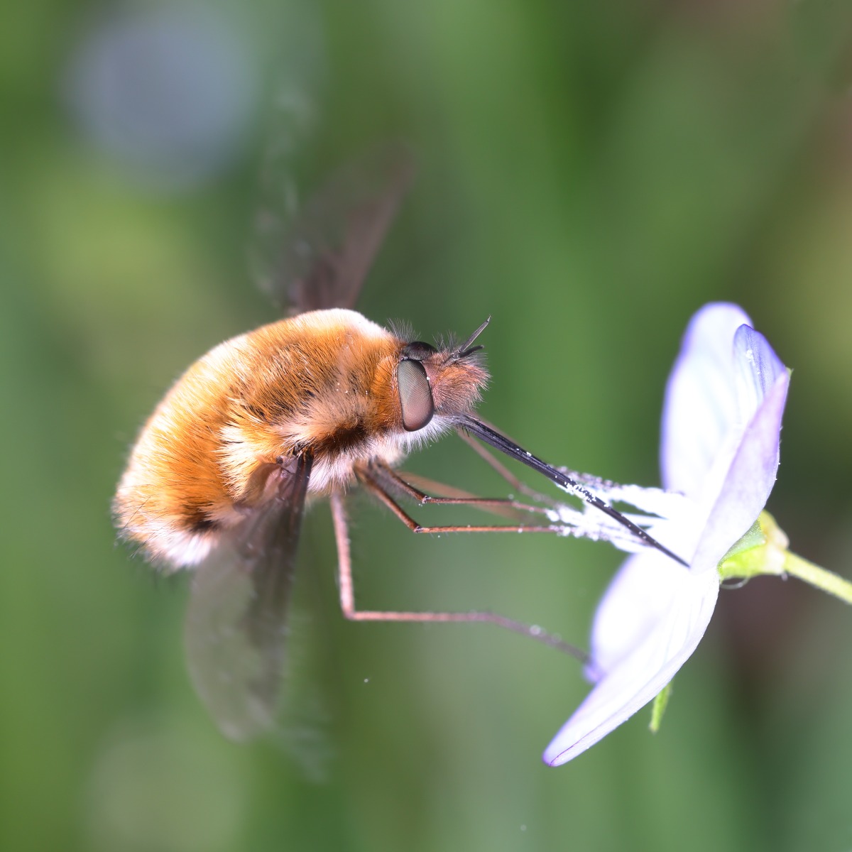 Greater bee fly (Bombylius major)