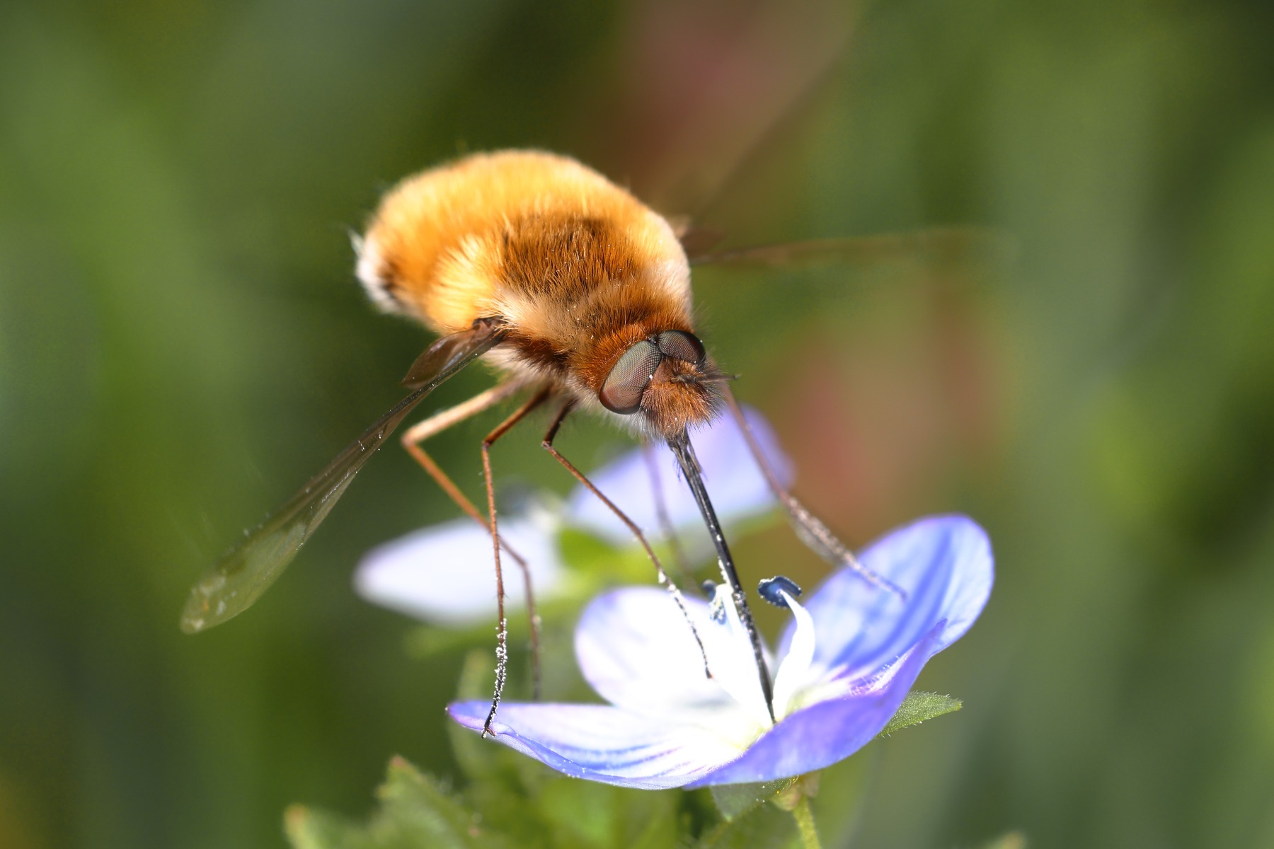 Greater bee fly (Bombylius major)
