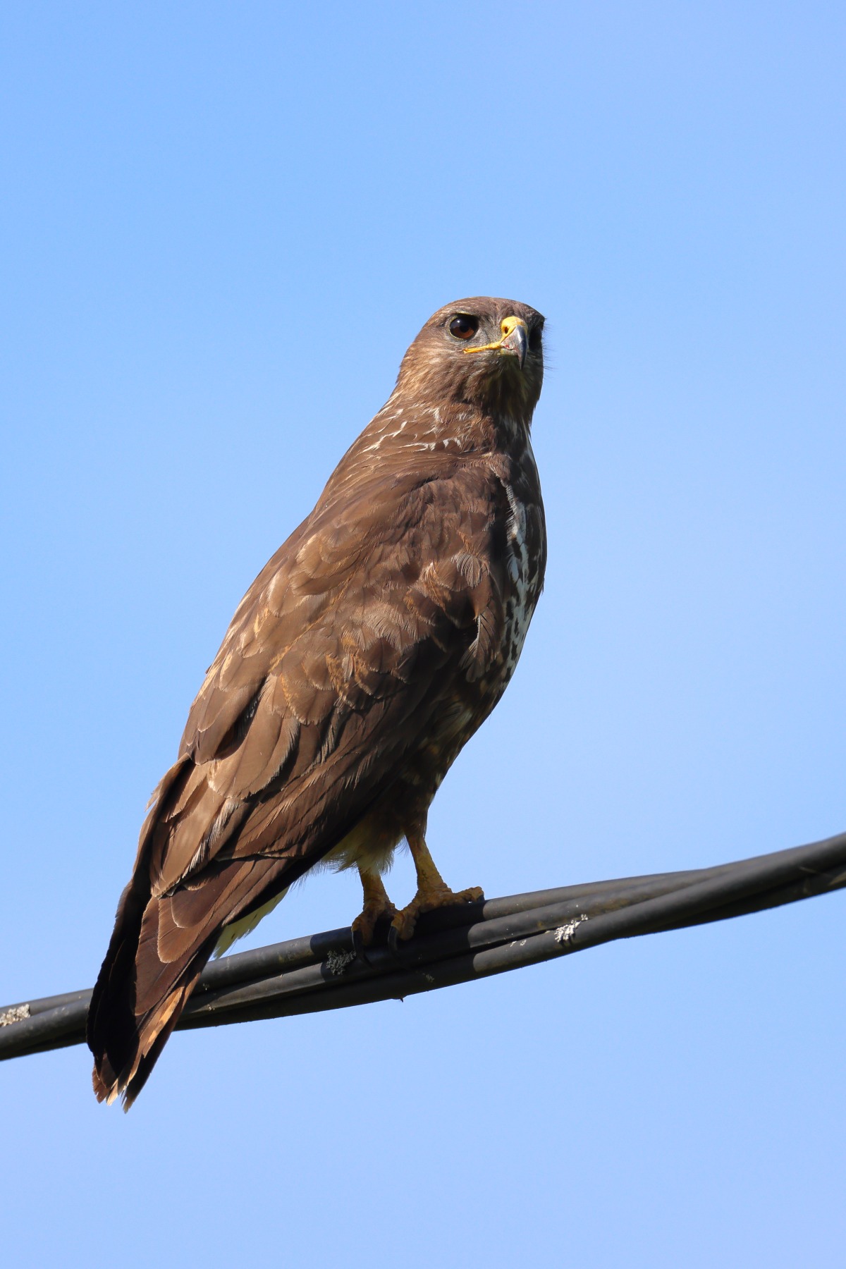 Common buzzard (Buteo buteo)