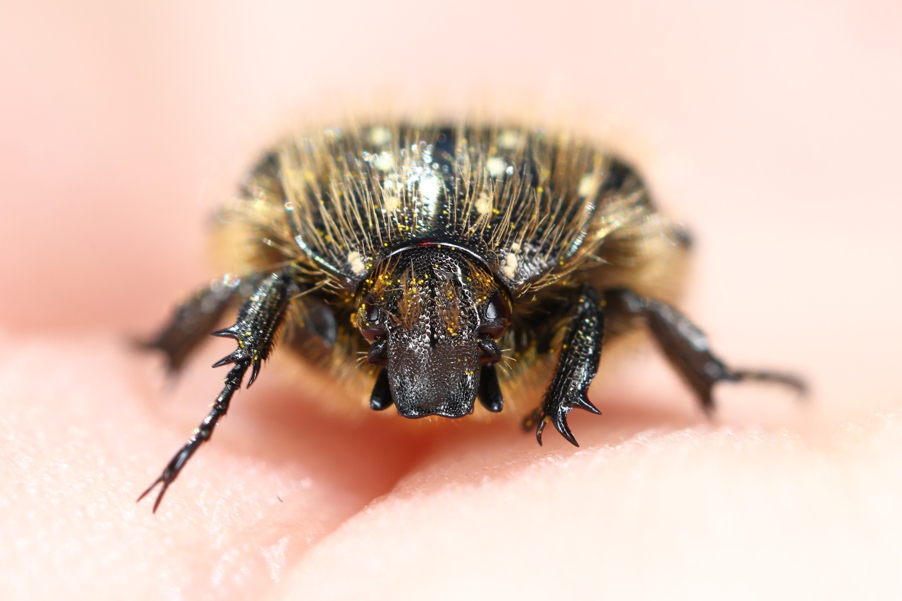 Mediterranean spotted chafer (Oxythyrea funesta)