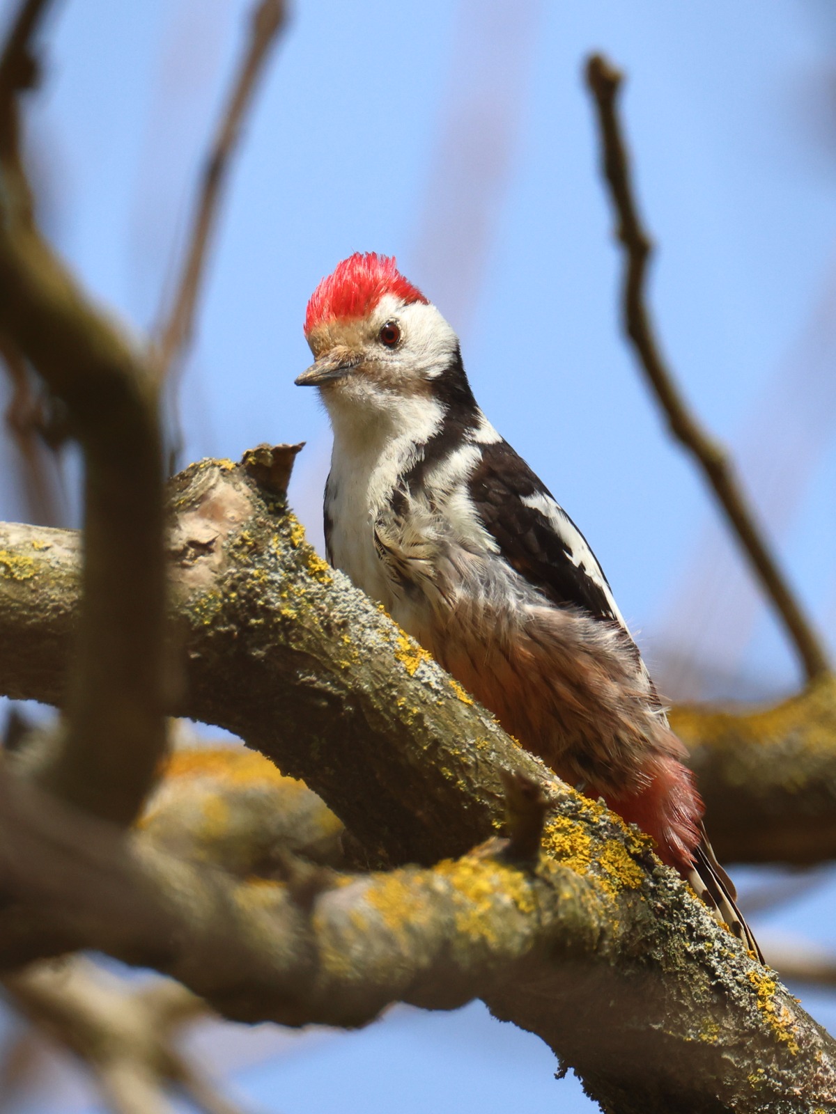 Middle spotted woodpecker (Dendrocoptes medius)