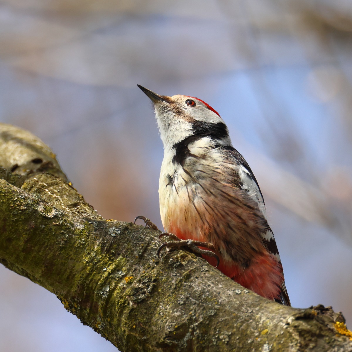 Middle spotted woodpecker (Dendrocoptes medius)