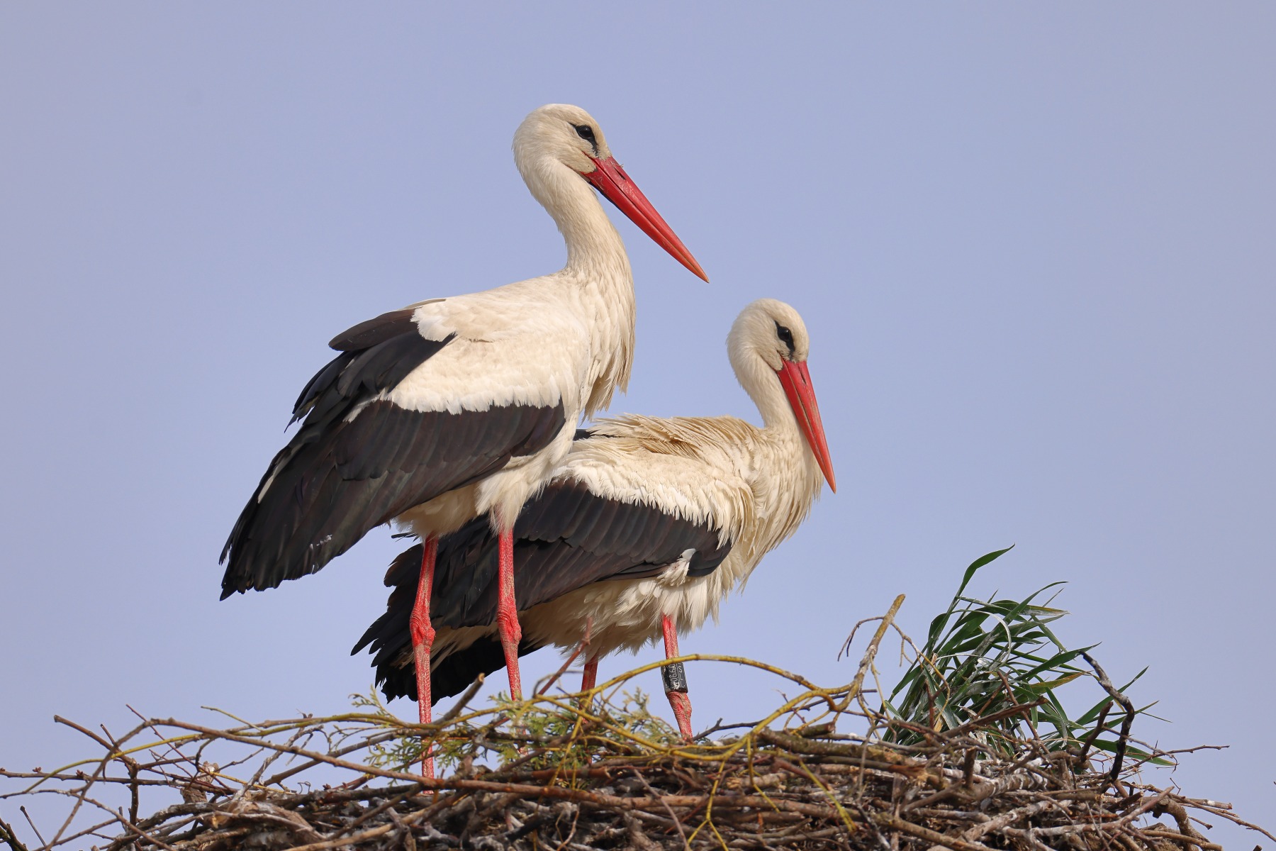 White stork (Ciconia ciconia)