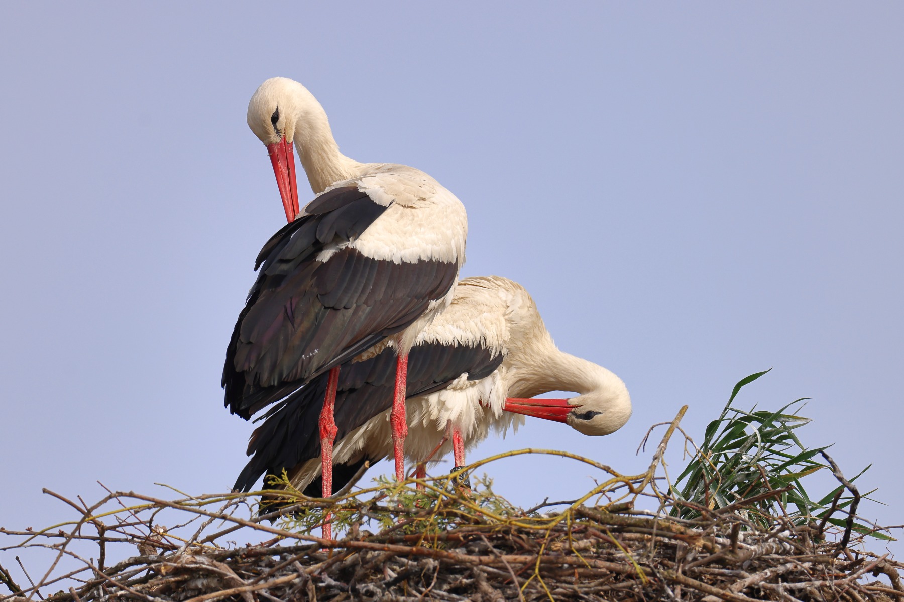 White stork (Ciconia ciconia)