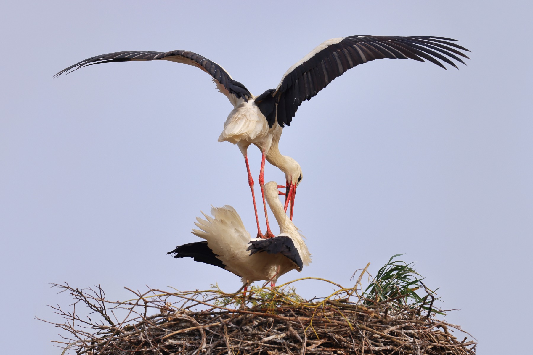 White stork (Ciconia ciconia)