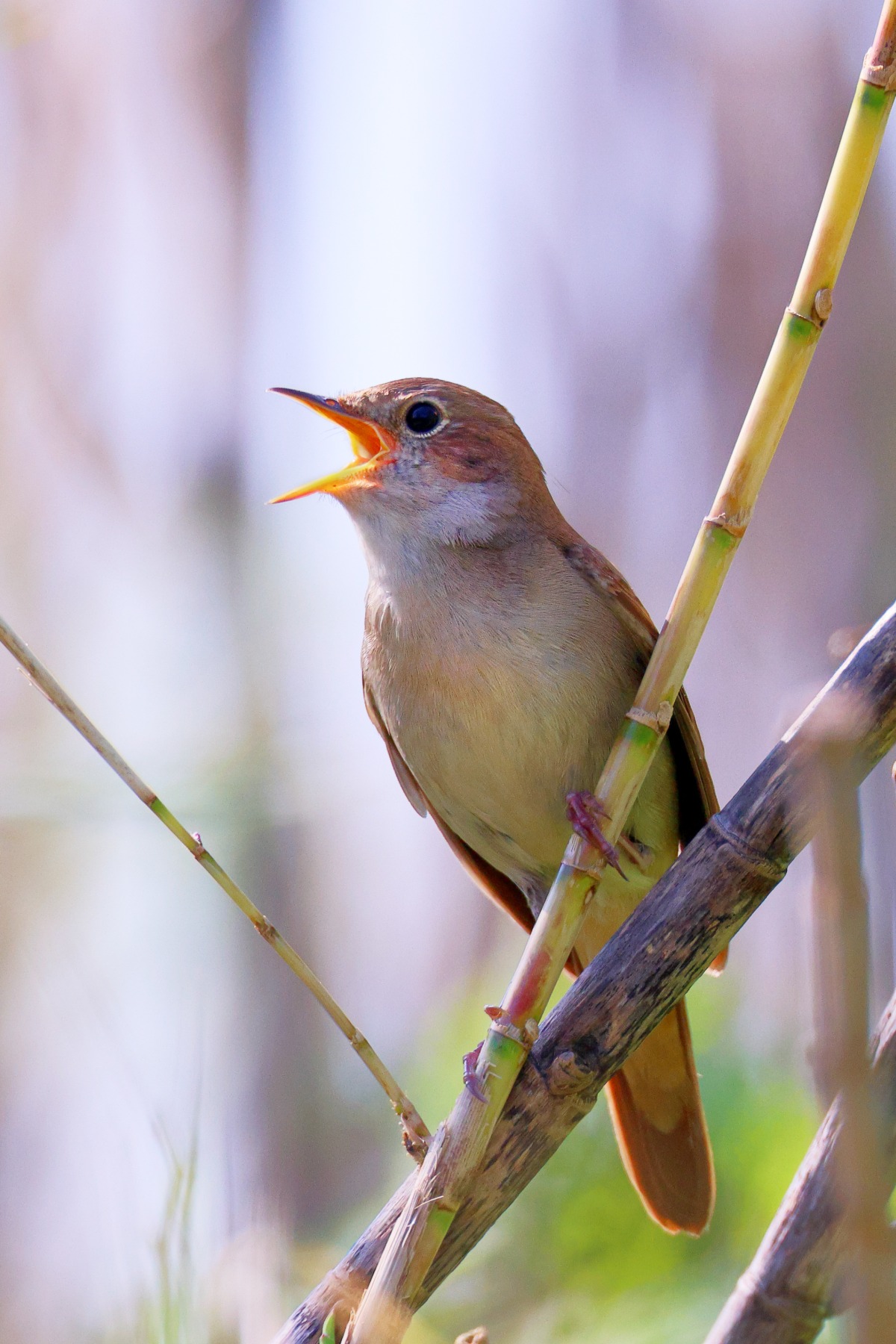 Nightingale (Luscinia megarhynchos)