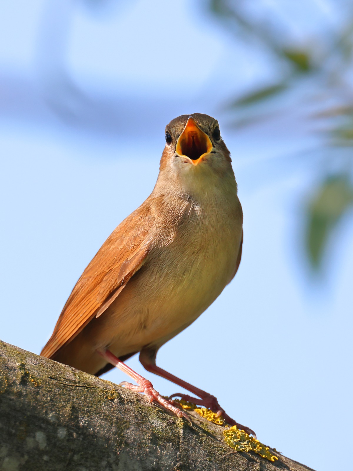Nightingale (Luscinia megarhynchos)