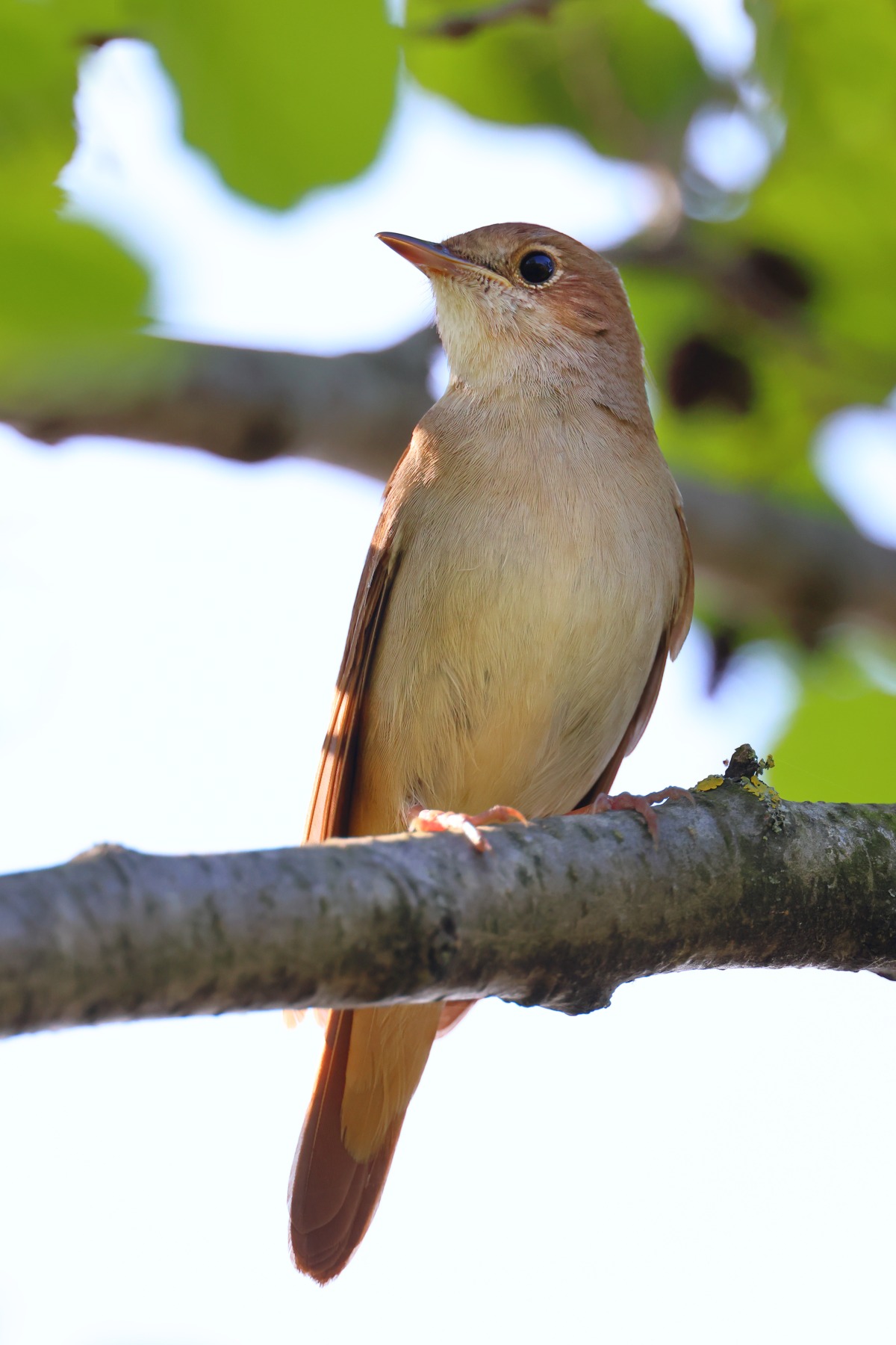 Nightingale (Luscinia megarhynchos)