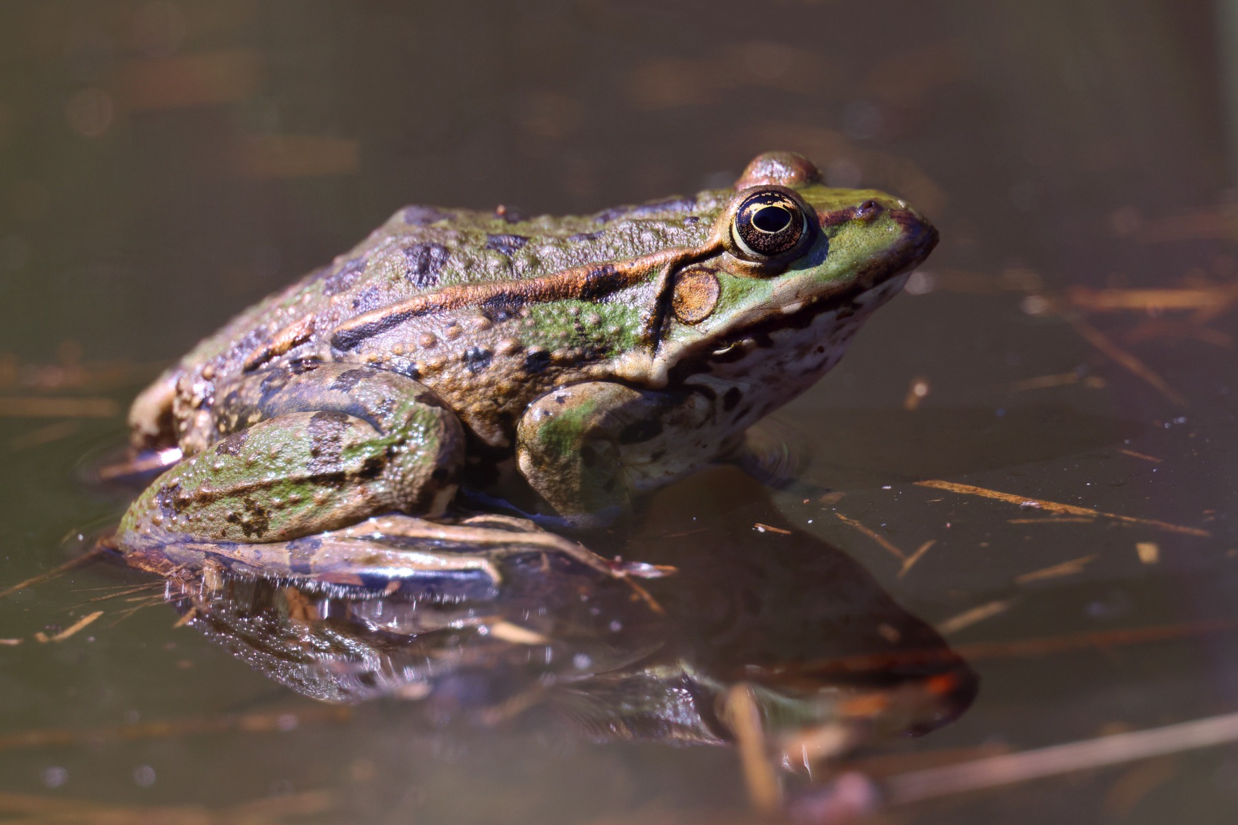 Marsh frog (Pelophylax ridibundus)