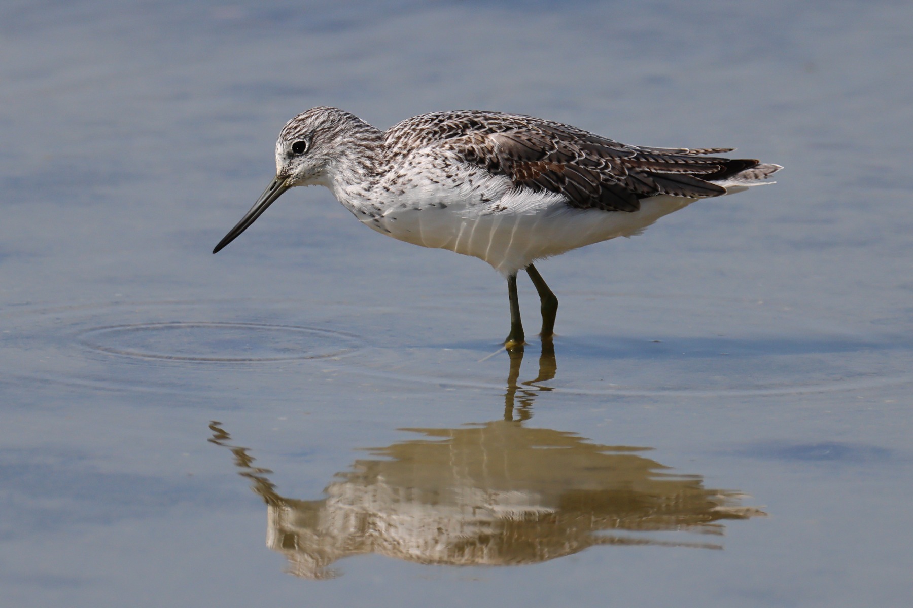 Common greenshank (Tringa nebularia)