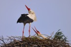 White stork (Ciconia ciconia)