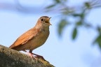 Nightingale (Luscinia megarhynchos)