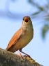 Nightingale (Luscinia megarhynchos)