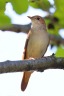Nightingale (Luscinia megarhynchos)