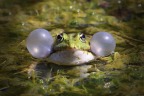 Marsh frog (Pelophylax ridibundus)