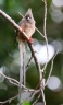 White-backed mousebird (Colius colius)