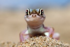 Namib web-footed gecko (Pachydactylus rangei)