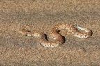 Peringuey's adder (Bitis peringueyi)