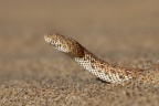 Peringuey's adder (Bitis peringueyi)