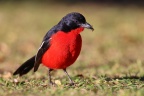 Crimson-breasted shrike (Laniarius atrococcineus)