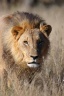 Lion (Panthera leo)