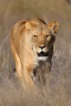 Lioness (Panthera leo)