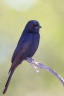 Fork-tailed drongo (Dicrurus adsimilis)