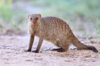 Banded mongoose (Mungos mungo)