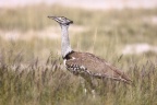 Kori bustard (Ardeotis kori)