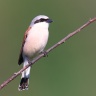Red-backed shrike (Lanius collurio)