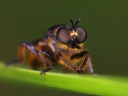 Hornet robberfly (Asilus crabroniformis)