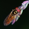 Hoverfly