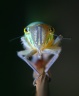 Leafhopper