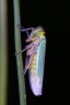 Leafhopper