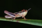 Grasshopper