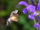 Hummingbird hawk-moth (Macroglossum stellatarum)