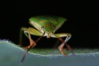 Birch shield bug (Elasmostethus interstinctus)