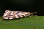 Moth