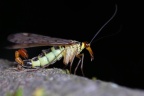 Common scorpionfly (Panorpa communis)