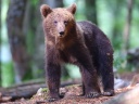 Brown bear (Ursus arctos)