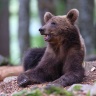 Brown bear (Ursus arctos)