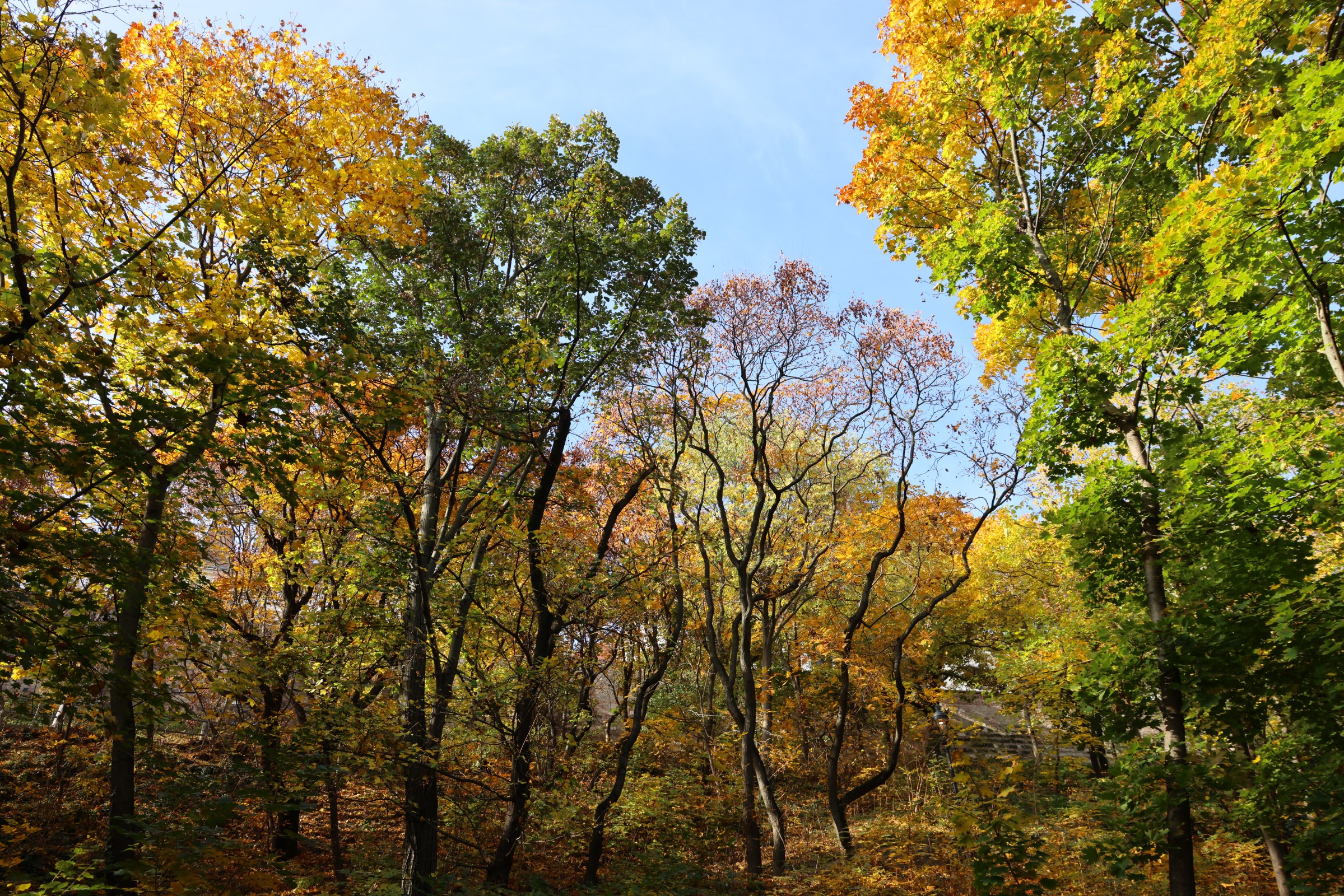 Forest below Buda Castle District