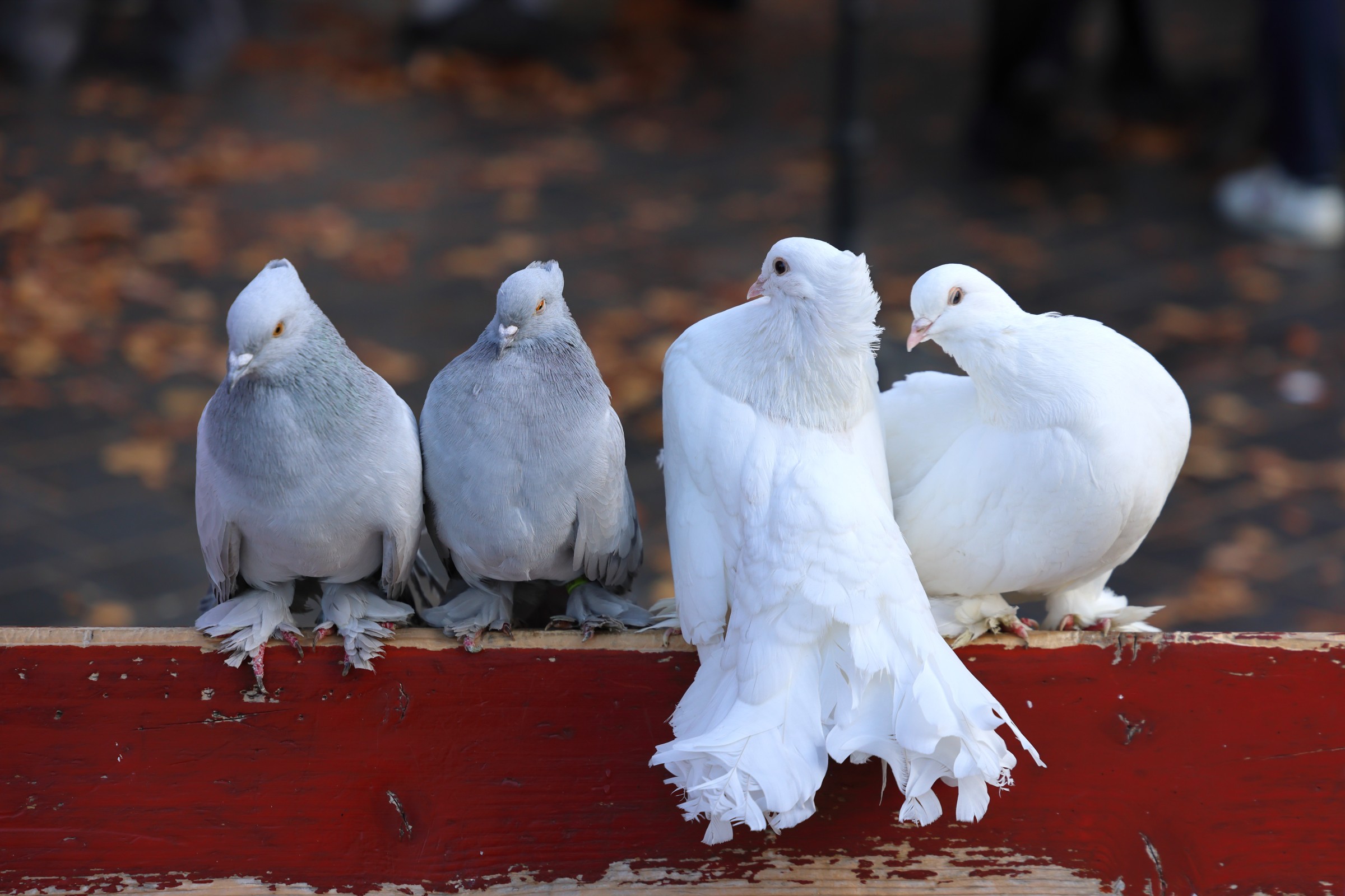 Saint Trinity Square - Pigeons