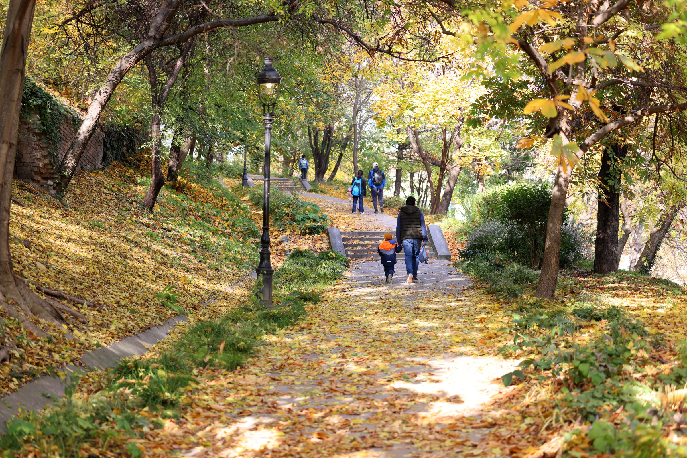 Forest below Buda Castle District